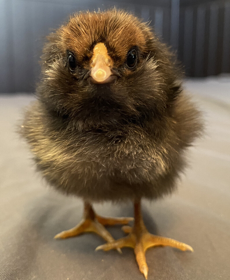 20+ Rare Breed Chicken Hatching Eggs Orpington, Wyandotte, Brahma, Faverolles