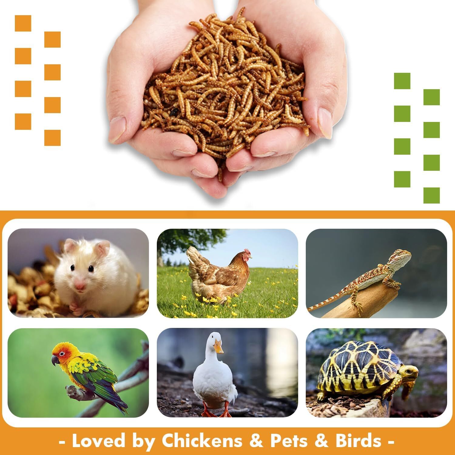 Bulk Dried Black Soldier Fly Larvae BSF Food for Chickens Wild Birds Turtles Lot