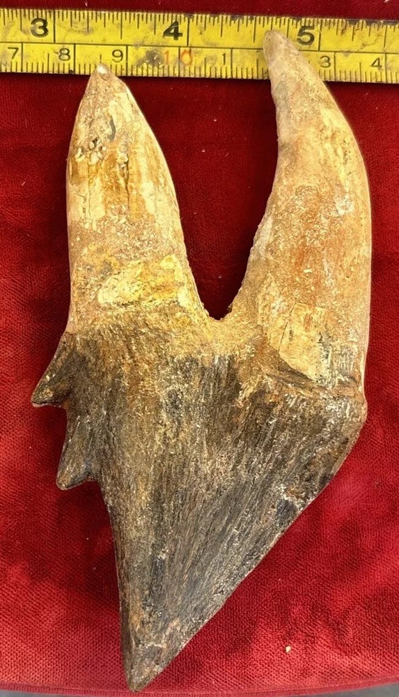 5” Basilosaurus Tooth 40-34 Mil Yrs Old Late Eocene