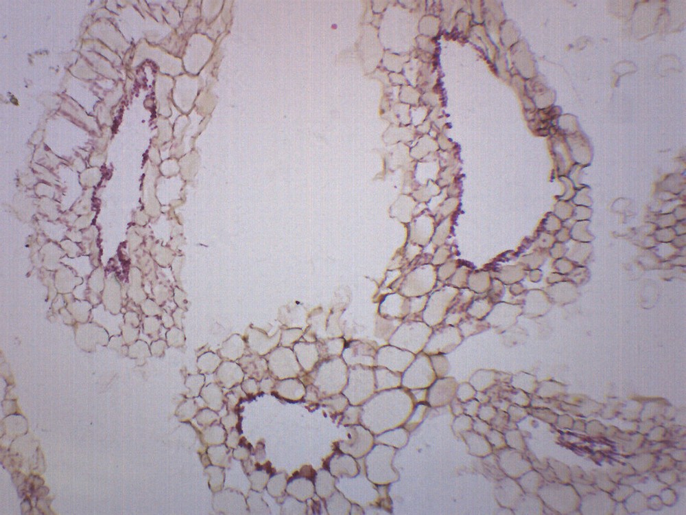 Anabaena - Prepared Microscope Slide - 75x25mm - Eisco Labs