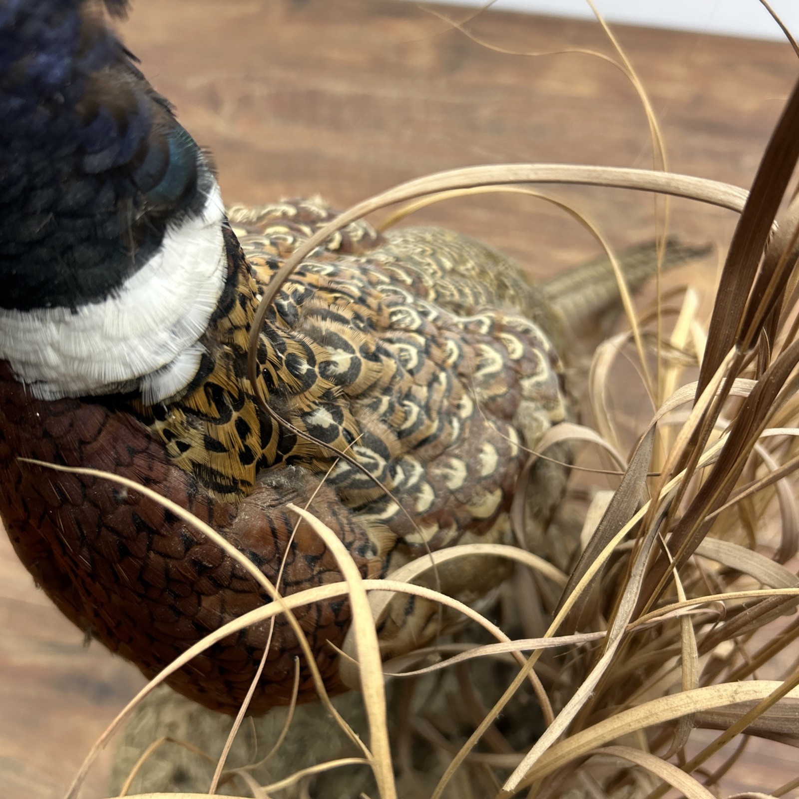 Ringneck Rooster Pheasant Taxidermy Standing Mount Habitat Base Foliage