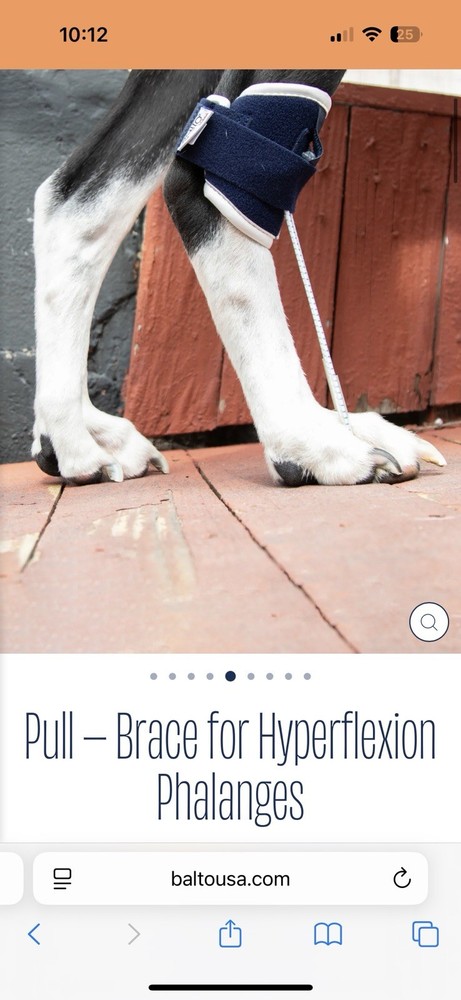 Dog Brace Balto Canine Pull – Brace for Hyperflexion Phalanges Size Large