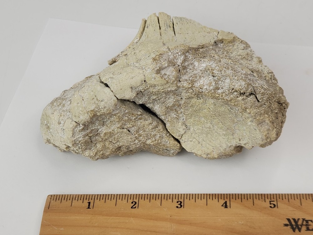 Titanothere Scapula Bone (Partial) - White River Group - Chadron Fm. - NE