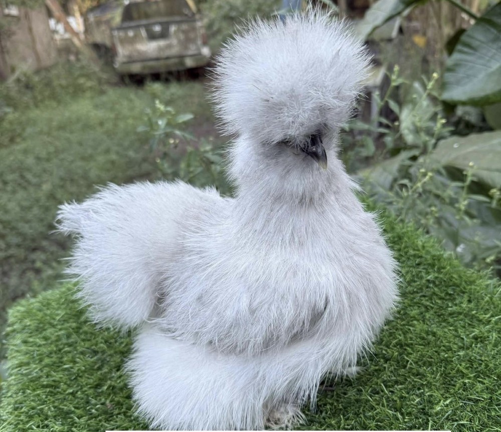 6 ct hatching silkie assorted colors