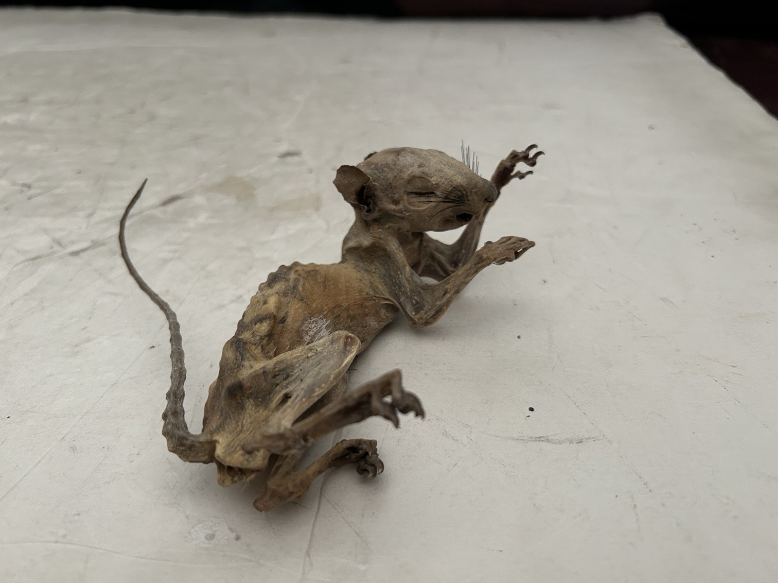 Mummified Baby Squirrel Unusual Unique