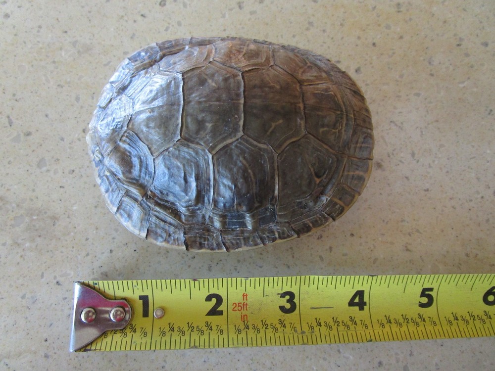 Turtle Shell - Arts & Crafts