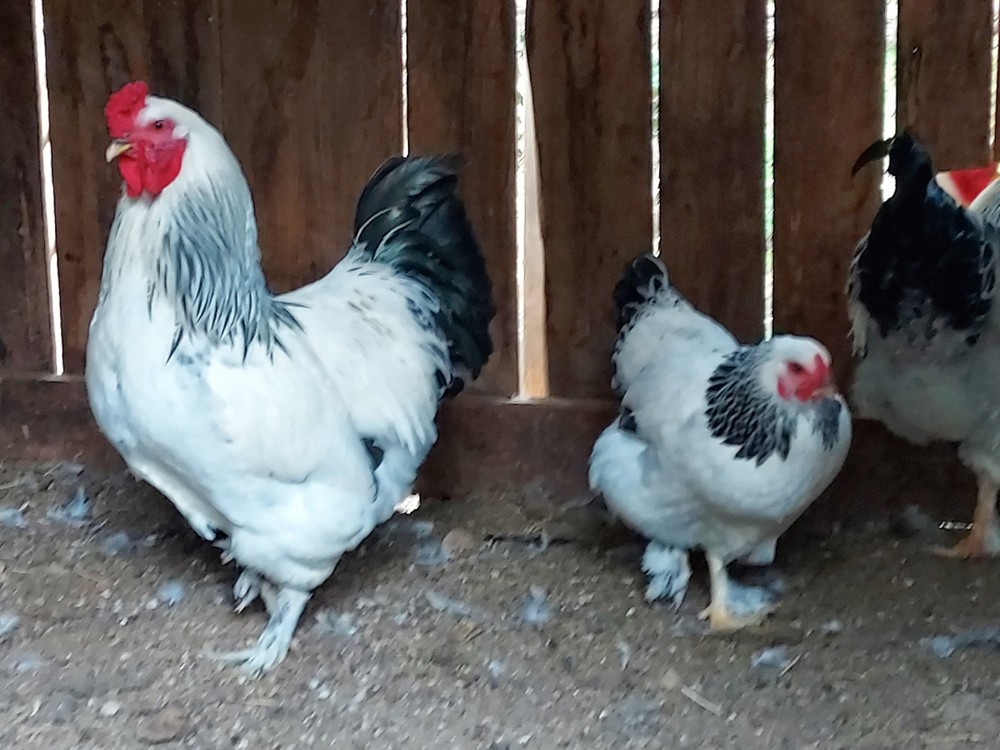 6 Assorted Purebred Chicken Fertile Hatching Eggs (Read Description)