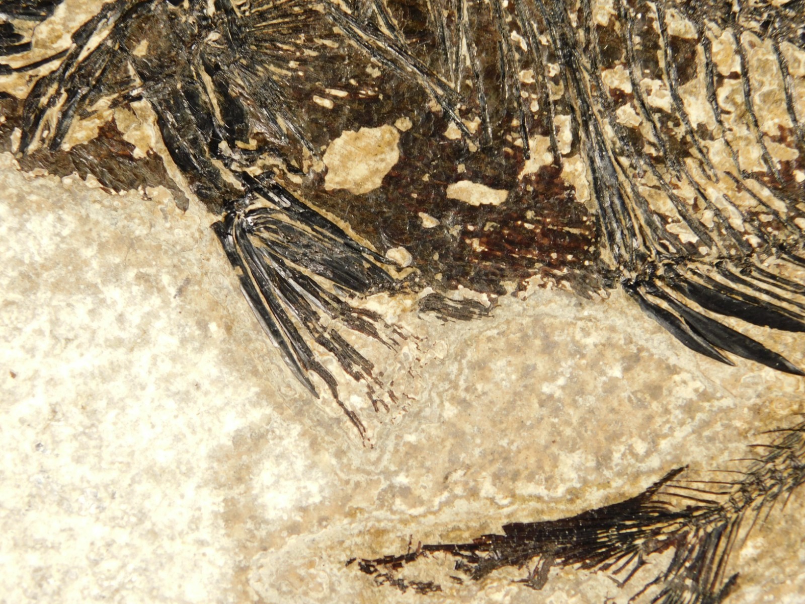 Two! SPECIES Rare Priscacara FISH Fossil and Diplomystus On HUGE Matrix Wyoming