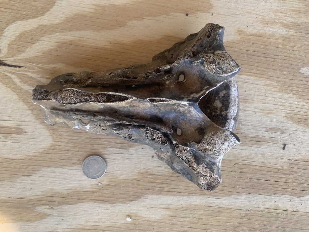 Fossilized Bison Bone