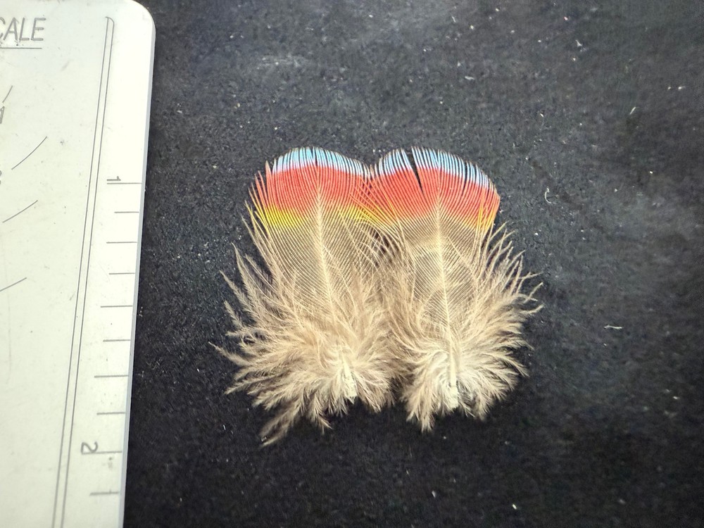 Hawk Headed Parrot Feathers