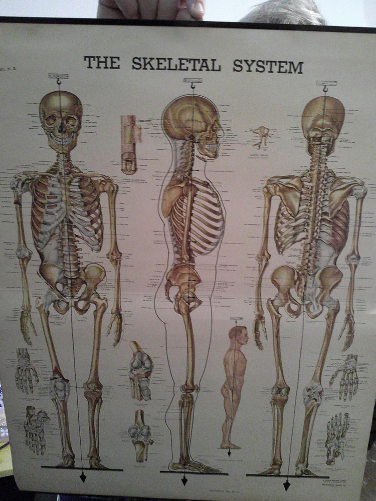 The Skeletal System Peter Bachin Chart 1947