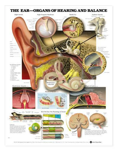 EAR Laminated Wall Chart 20" x 26" Classroom/Professional LFA #99890