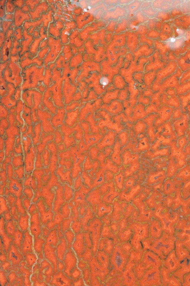 Orange Agatized Dinosaur Bone, New Mexico, 75 grams