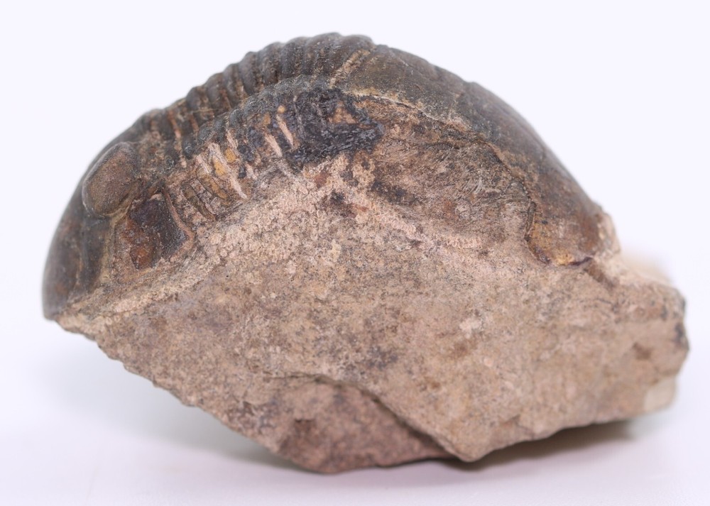 Fossil Trilobite Paralejurus Devonian Morocco COA 5483
