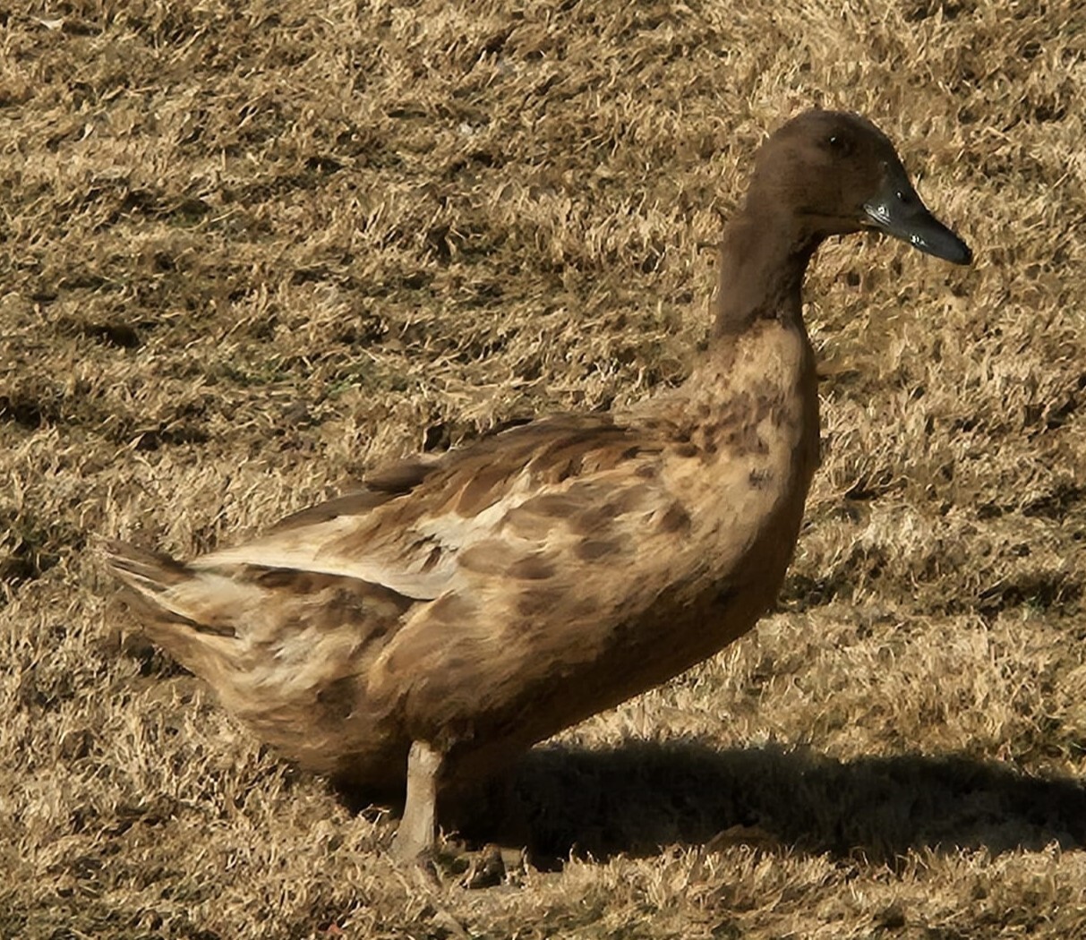 12+3 Khaki Campbell Fertile Hatching Eggs