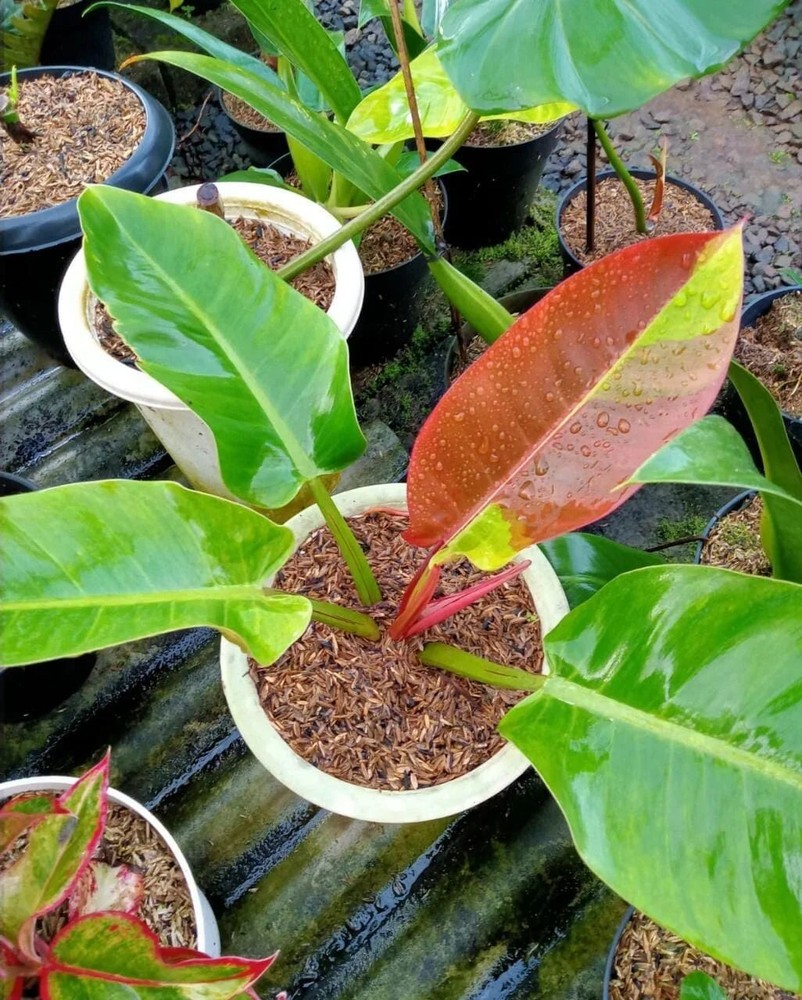 Philodendron Red Moon + phitosanitary ( no monstera)