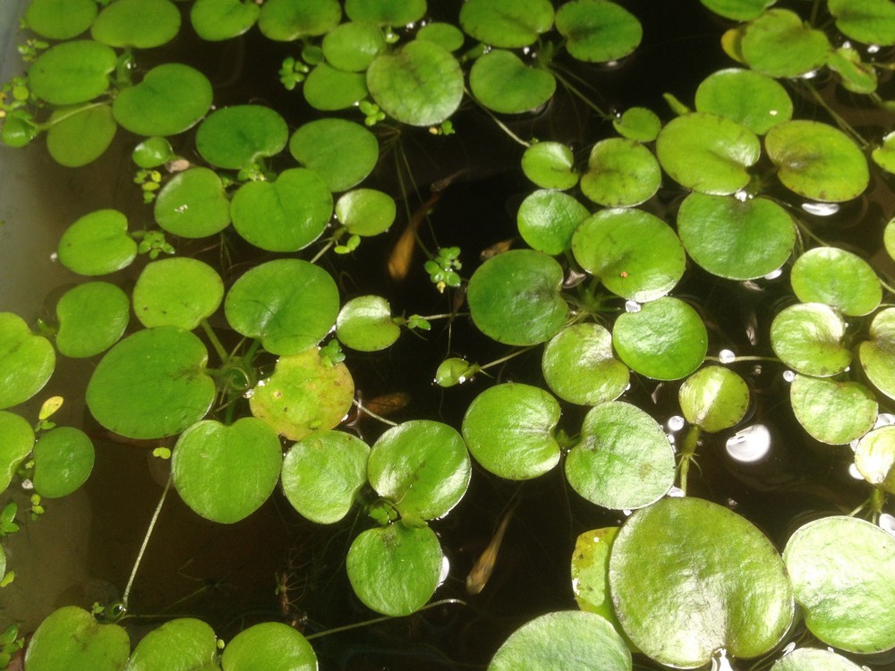 9 extra small Amazon frogbit Live aquarium/Aquatic/Floating plant