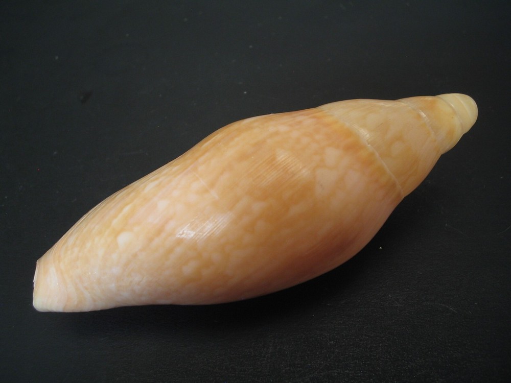 Hard2Get...ERICUSA SERICATA~83.6mm/Gem~Australia SEASHELL
