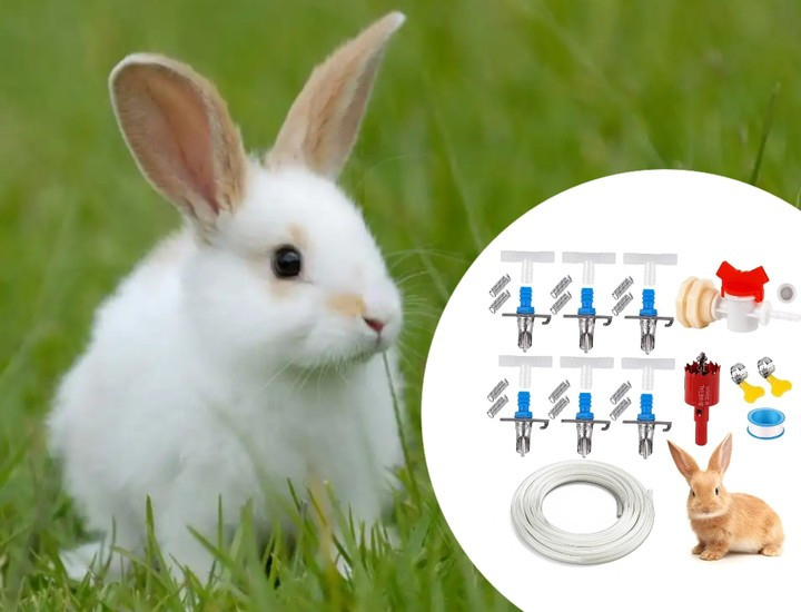 For rabbit Drinking Fountain with Construction and Dual Spring Feature