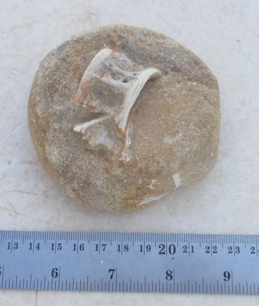 Fossil Vertebra Unidentified Specimen