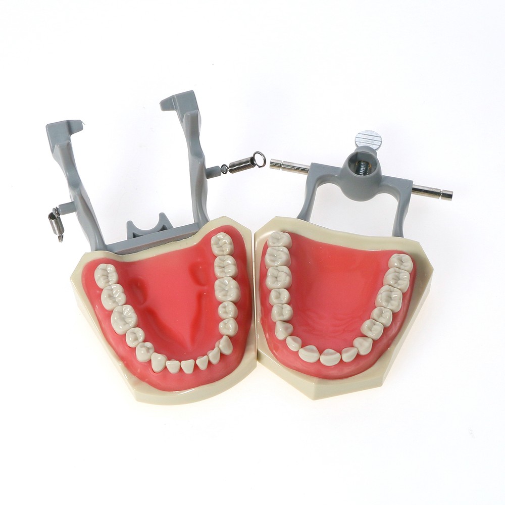 32pcs Columbia Dentoform Dental Typodont Model Removable Teeth Soft Gingiva Pole