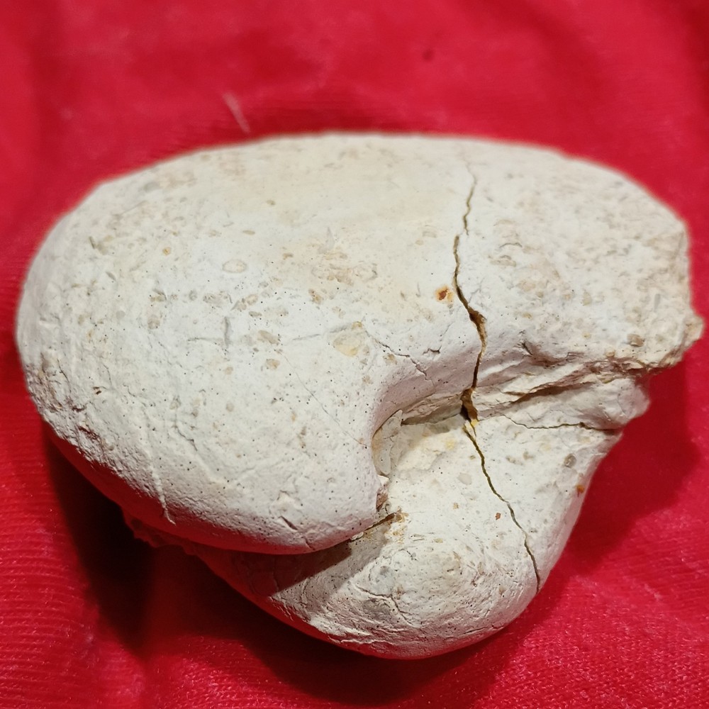 Pelecypod Clam Fossil