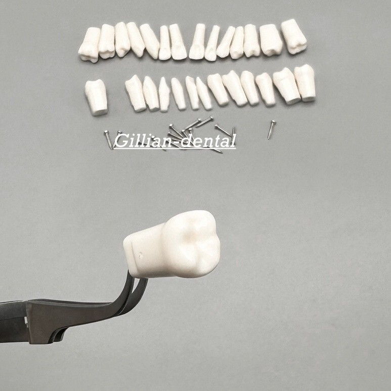 Dental Replacement Screw-in Teeth Typodont Model Practice Removable Tooth Models