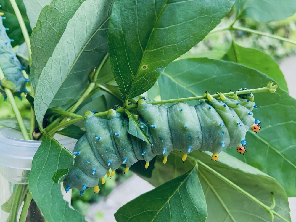 Cecropia Moth cocoon / Pupa