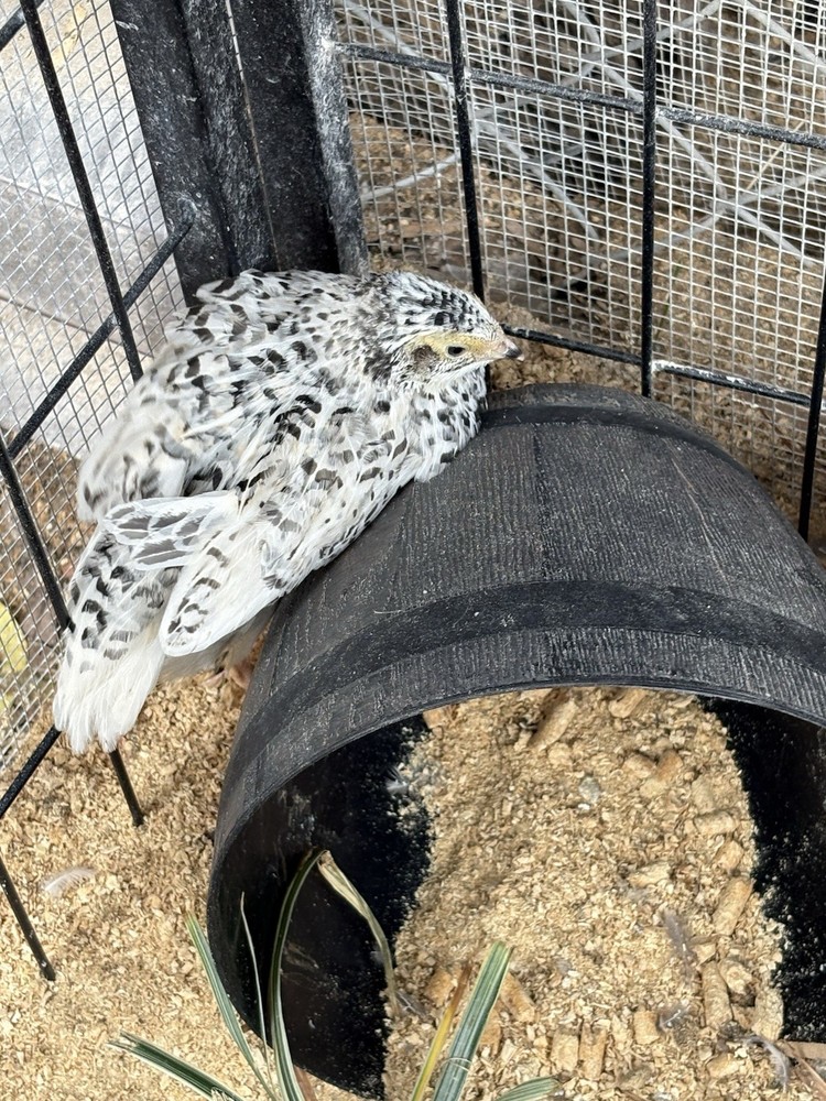 Coturnix hatching eggs unique colors 15 hatching eggs