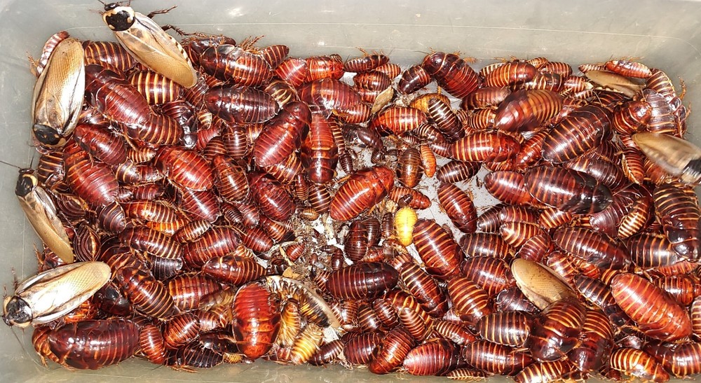 Headlamp Roach Nymphs 10+ Eublaberus serranus (Pantanal Roach)