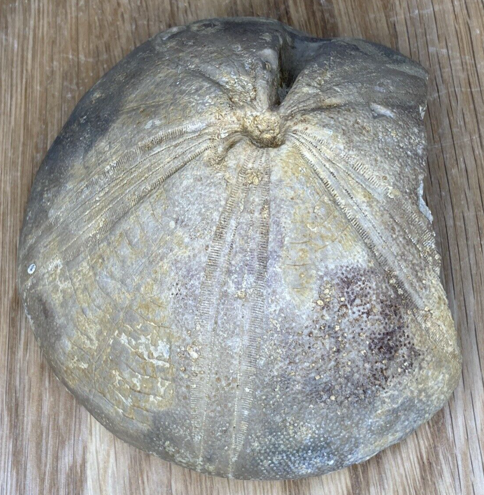 Fossil Specimen, Echinoid, Clypeus Ploti, 101mm