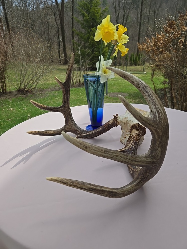 Deer Antlers