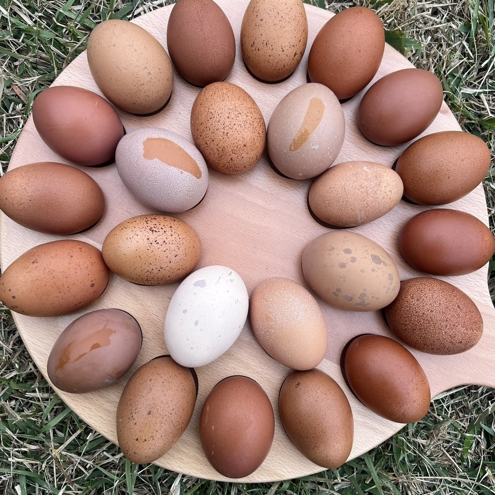 🐣🤍12++ QUALITY Black Copper Marans(BCM)hatching eggs NOT hatchery sourced🤍🐣