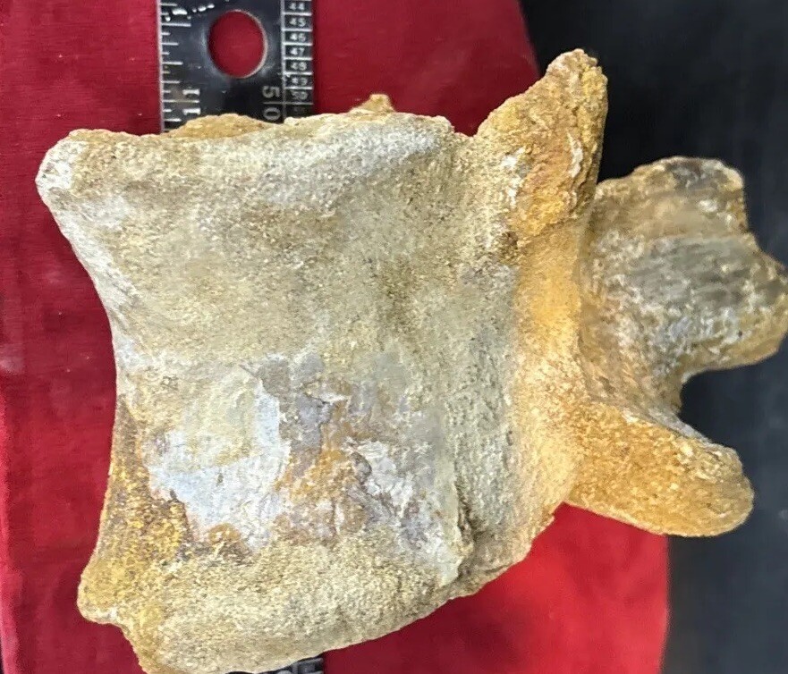 Mosasaurus vertebrae