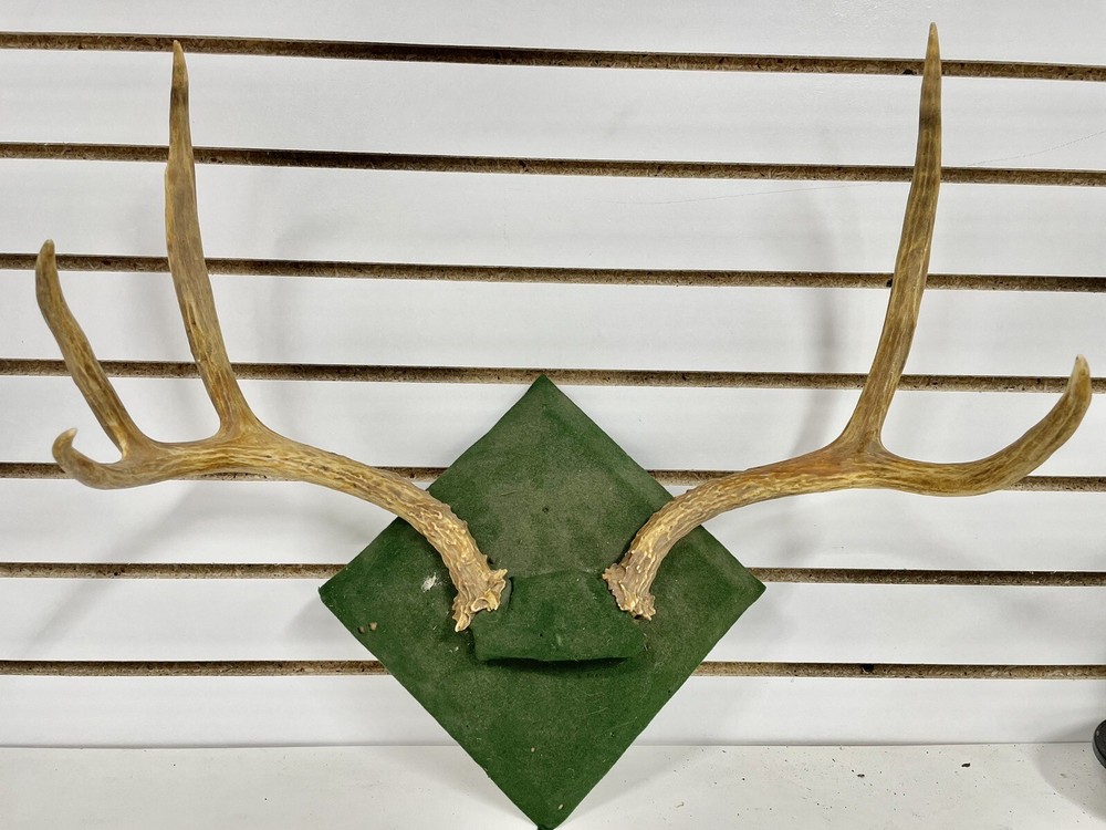 Mounted deer Antlers Wall Accent decoration BL