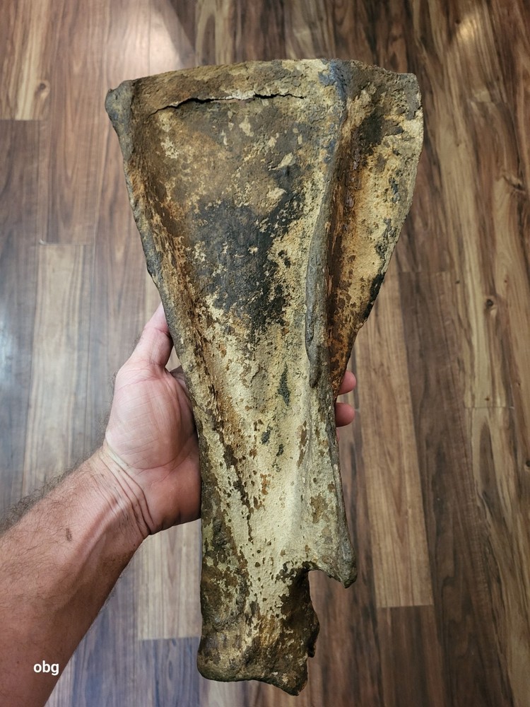 Historic Bison SHOULDER BLADE  scapula  Holocene era