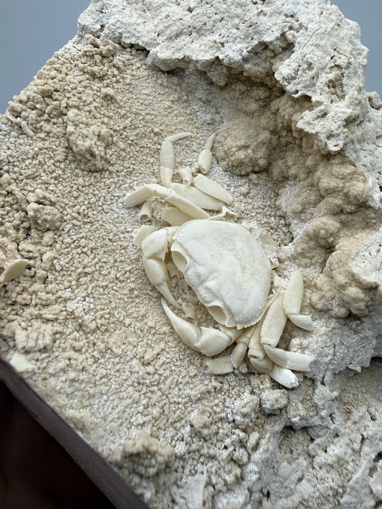 Authentic Potamon Fossil Crab Collection