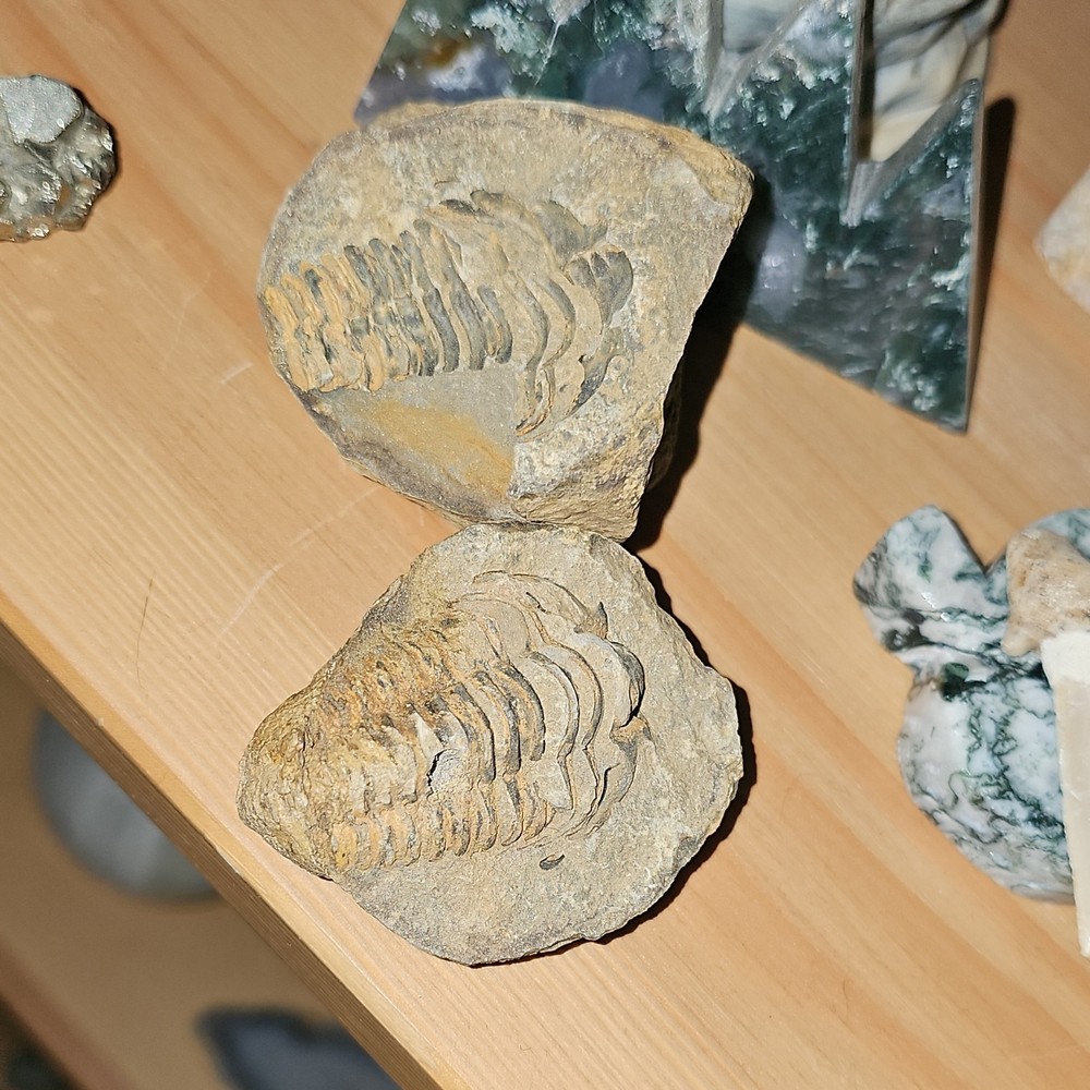 Trilobite Fossil Specimen Matrix Split Rock Display