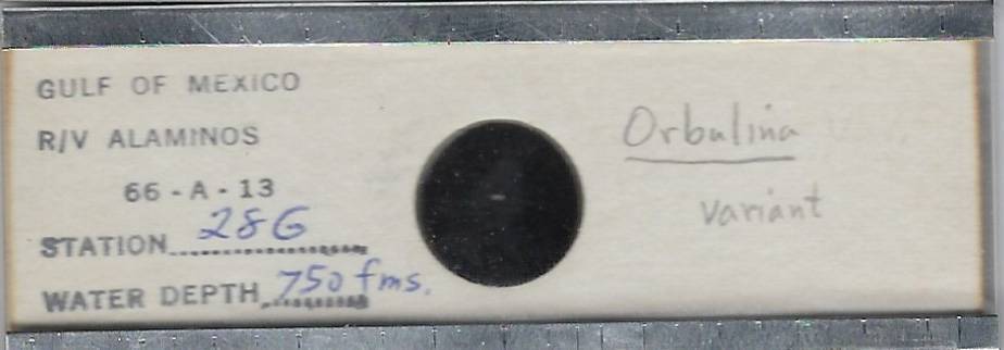 Foraminifera Orbulina variant Microfossil Microscope Slide