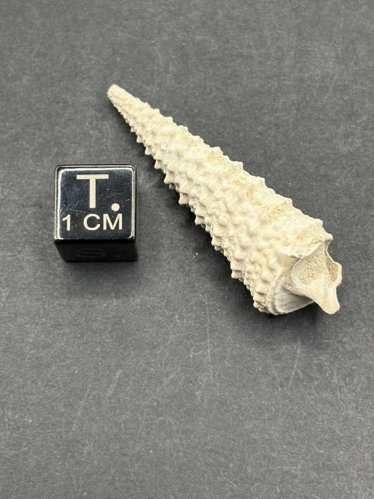 (18) Upper Eocene (Bartonian) Shells from La Chapelle-en-Serval, France