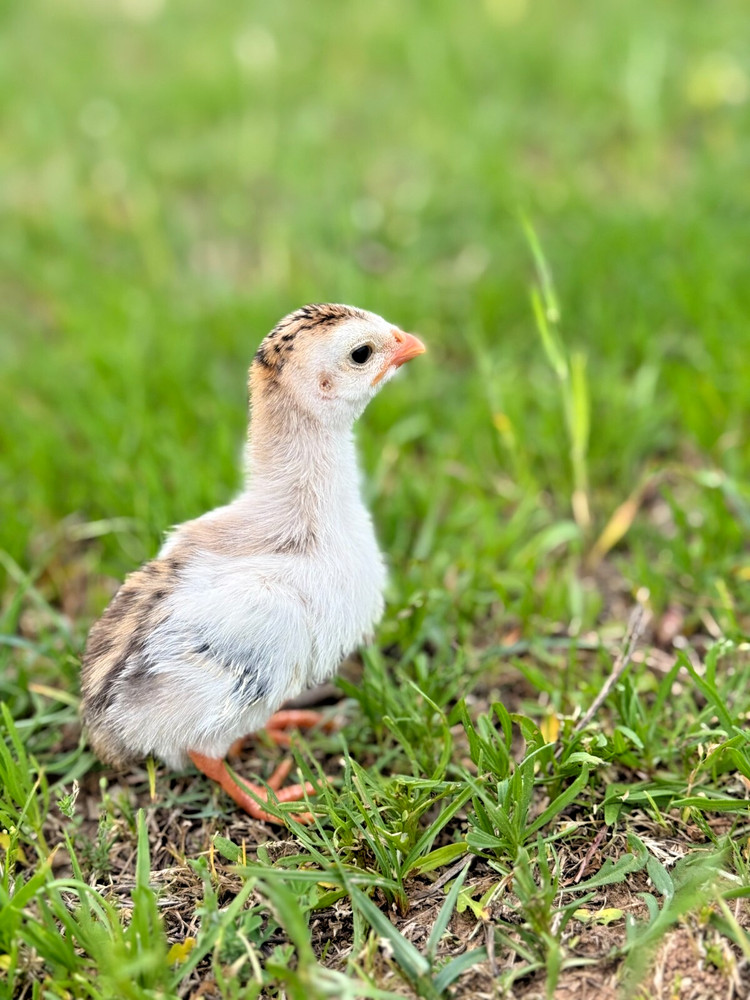 12+ Absorted Guinea Fowl Hatching Egg