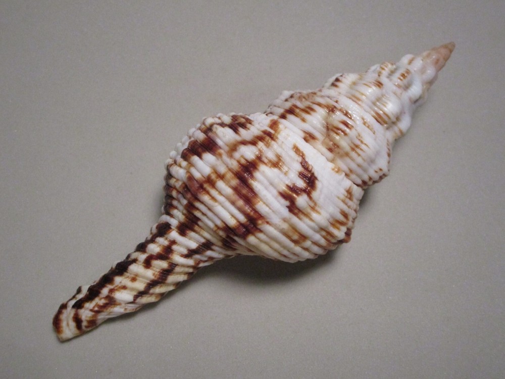 Fusinus nicobaricus Roeding, 1798 "NICE STRIATIONS" (113.5mm)