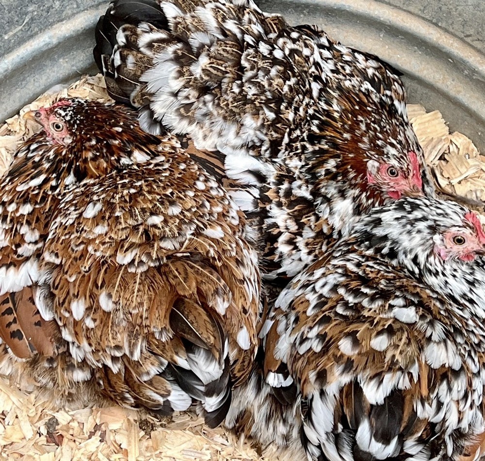 Cochin Bantam Mille Fleur Hatching Eggs One dozen