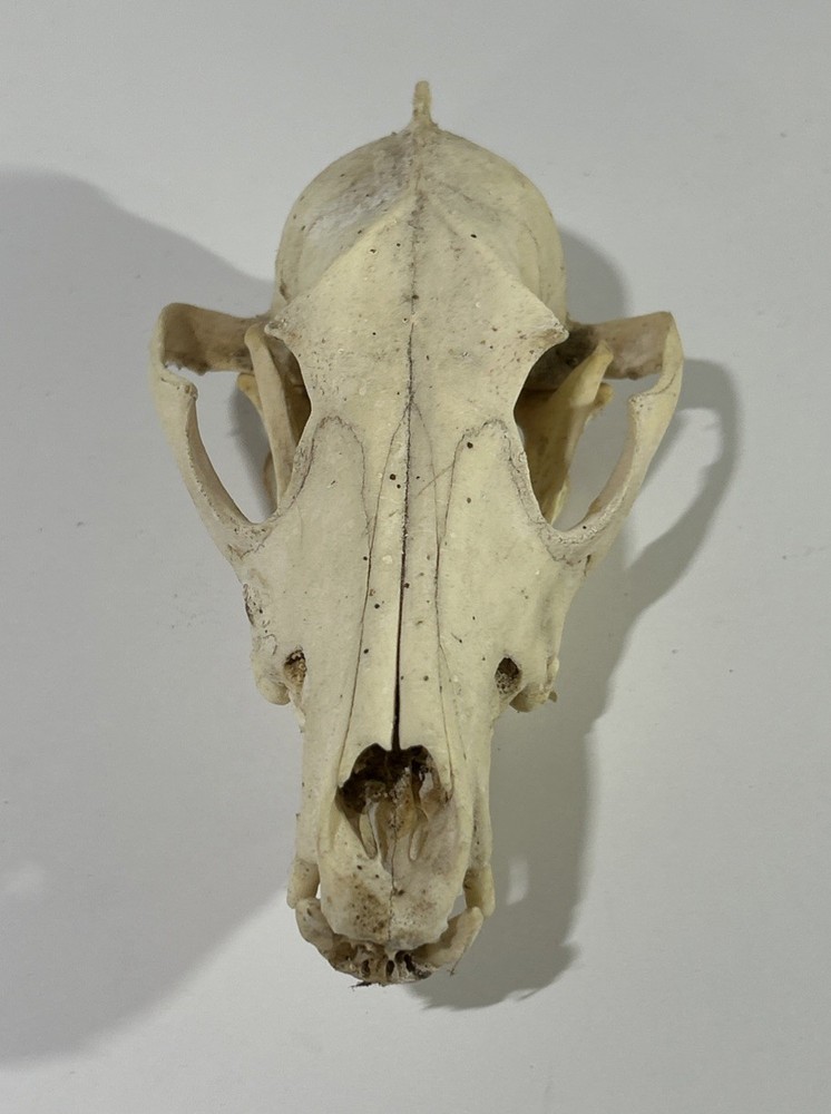 Coyote Skull (Large) - Cabin Decor