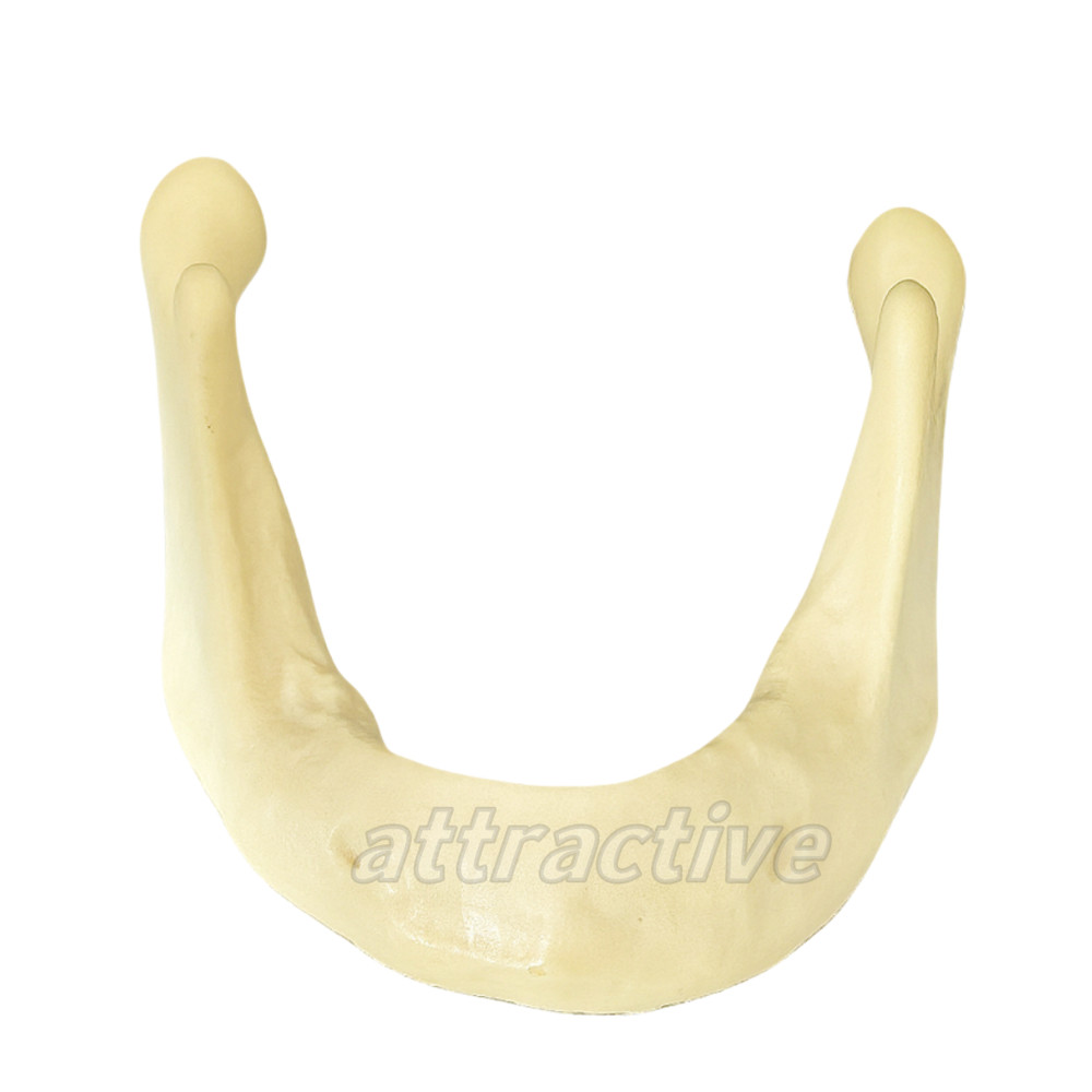 Dental Implant Mandible Jaw Model for Basic Drilling Insertion Practice M2022