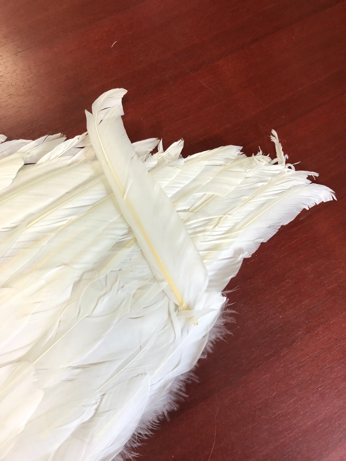 1394 Touch of Nature White Adult Angel Wings - 52" by 36"