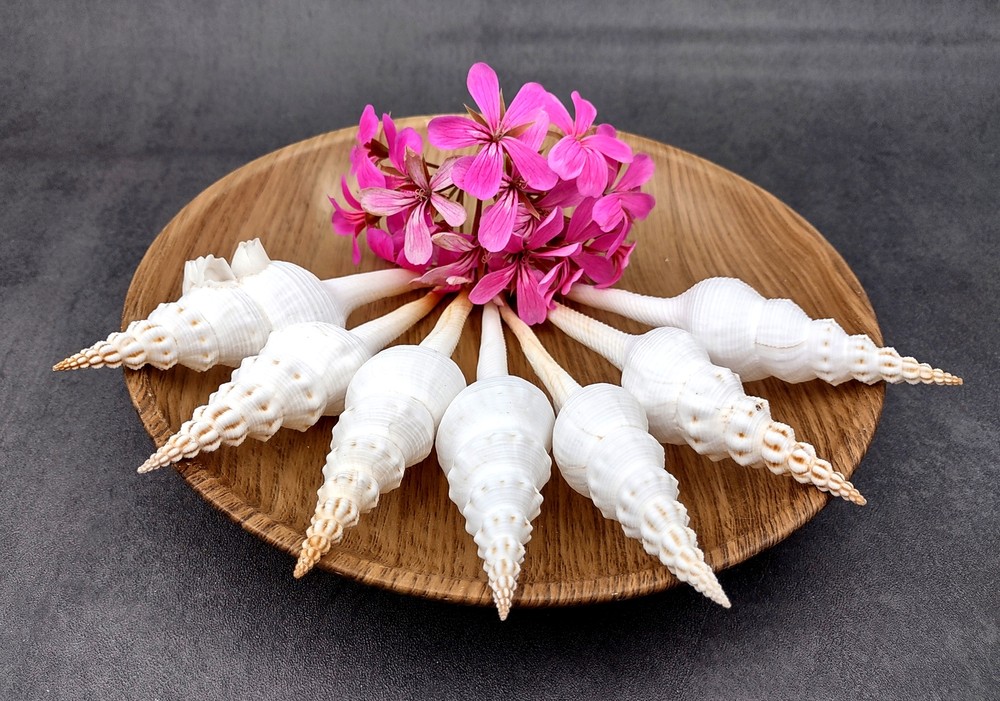 Du Petits Spindle Seashell White (1 shell approx. 5+ inches) Shell for crafts!