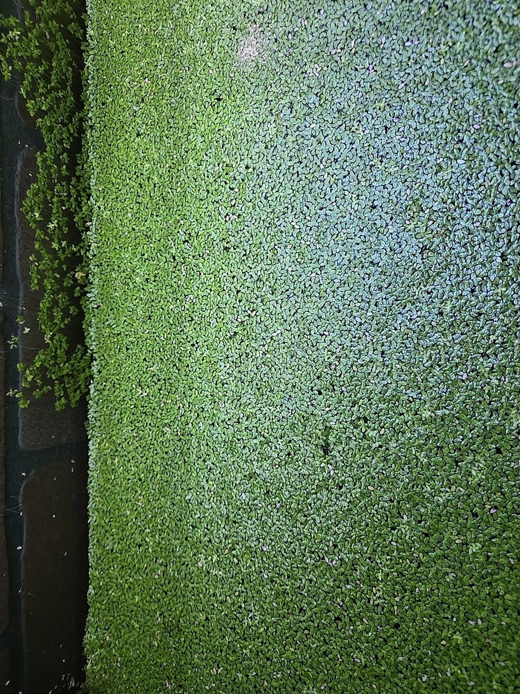 live duckweed