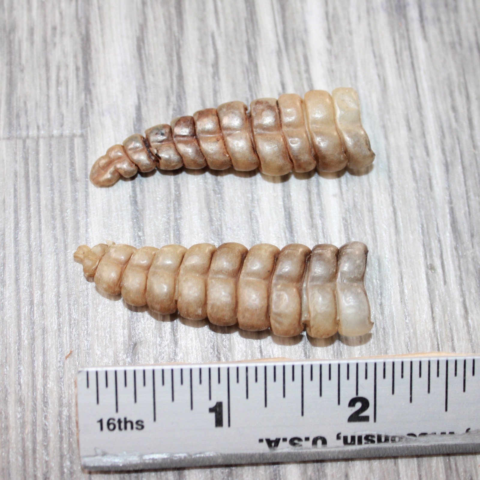 2 Very Large Rattlesnake Rattles #5863 Taxidermy Diamondback Sidewinder