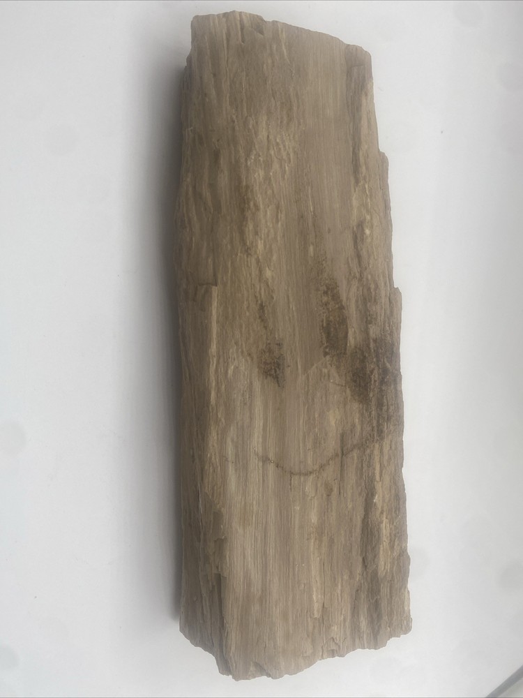 Petrified Wood Natural